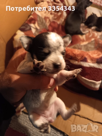 Чихо пинчери родени са 23.11.25, снимка 6 - Чихуахуа - 52791732