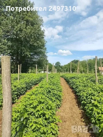 продавам разсад малини , снимка 2 - Разсади - 56457743