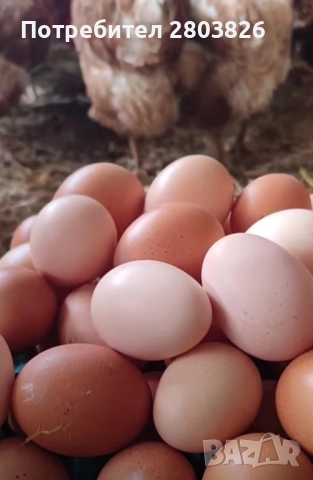 налични кокошки носачки Ломан браун , снимка 5 - Кокошки и пуйки - 51860824