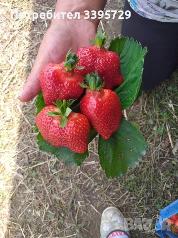 разсад за ягоди и малини записвам за март месец , снимка 4 - Разсади - 53264142