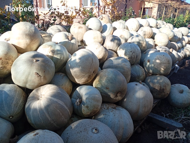 Бяла тиква кестен, снимка 3 - Домашни продукти - 52309229