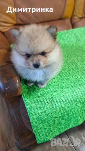 Мъжки немски шпиц, снимка 4 - Шпиц - 53795093