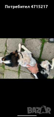 Мъжко куче , снимка 2 - Шпаньоли - 54105842