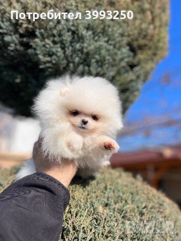 Мини мини Померан, снимка 2 - Померан - 44304488