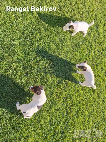 Джак ръсел, снимка 6 - Джак ръсел териер - 52825883