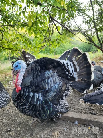 Пуйки,Пуяци и Пуйчета.