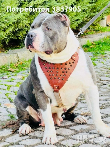 Американско були ХЛ, снимка 5 - Други - 54259017