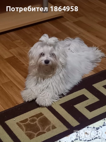 СУПЕР МИНИ МАЛТИЙСКА БОЛОНКА Доставка, снимка 9 - Болонка - 52068837