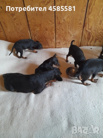 Сърнисти пинери, снимка 7 - Пинчер - 52995417