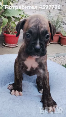 БОКСЕРЧЕТА ❤️  🐾 , снимка 3 - Боксер - 56293076