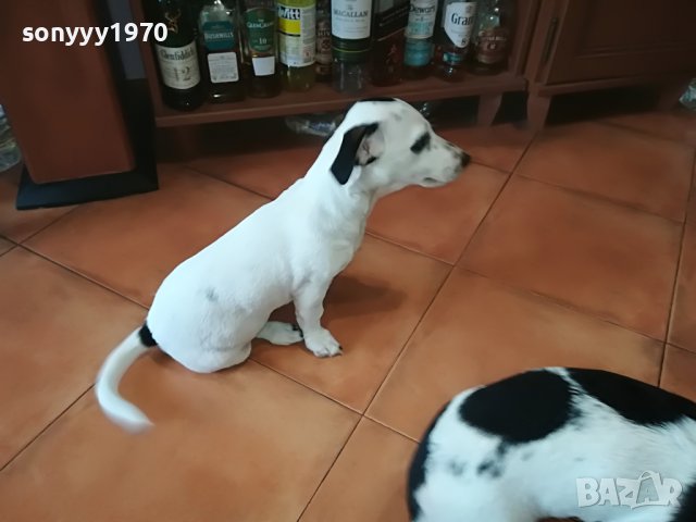 Джак Ръсел: Купете кученце порода джак ръсел териер - Обяви за кучета с  цени — Bazar.bg