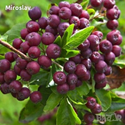 Офика „Бурка“-(Самодивско дърво), снимка 2 - Градински цветя и растения - 54244400