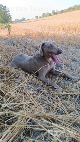 Продавам ваймарнер, снимка 4 - Ваймаранер - 52605816