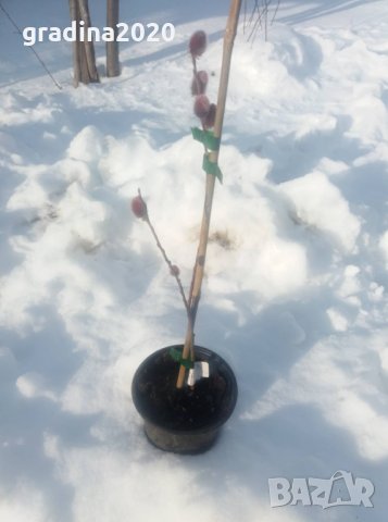 Върба - Salix gracilistyla 'Mount Aso' ( грацилистяла' моунт асо' ), снимка 4 - Градински цветя и растения - 31614507