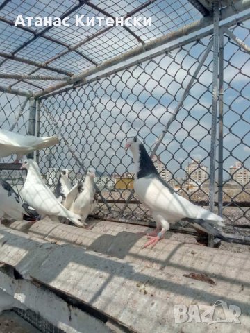 Гълъби високолетачи ПАЗАРДЖИШКИ!, снимка 13 - Гълъби - 30137742