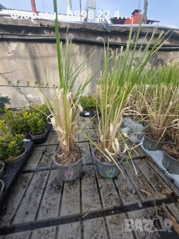 Кортадерия- Пампаска трева  , снимка 8 - Разсади - 36164365