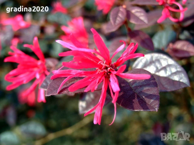 Лоропеталум/ Loropetalum - червен, снимка 2 - Разсади - 50963822