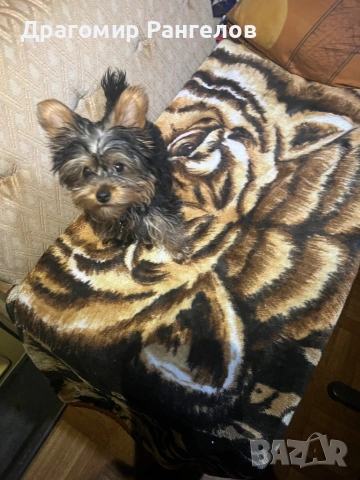 Мини Йорки , снимка 4 - Йоркширски териер - 54026956