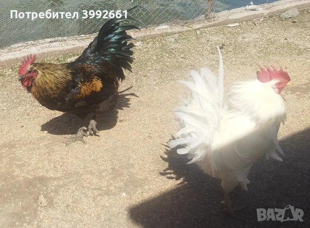 Продавам 11 месечни петли, снимка 8 - Кокошки и пуйки - 54133066