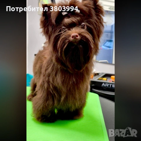 Шоколадов йоркширски териер момче на 9 месеца с родословие 