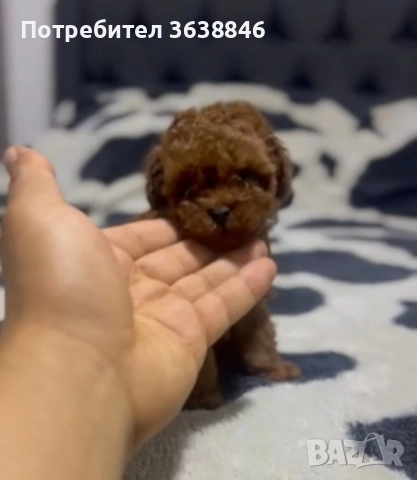 Пудел Теа къп, снимка 2 - Пудели - 51931026