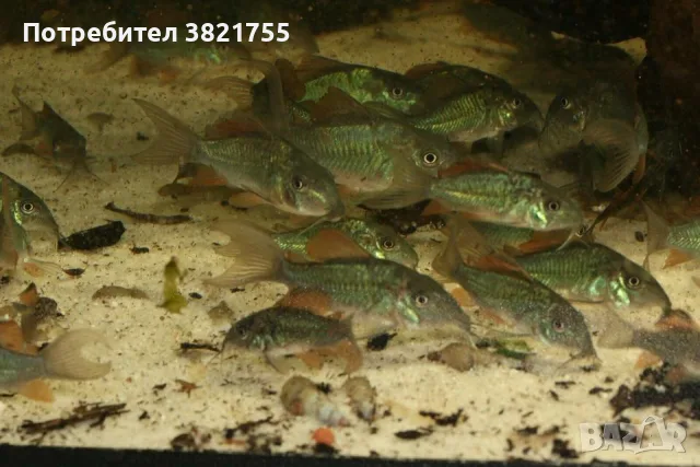 Сомче коридорас, зелен коридорас, brochis splendens, снимка 11 - Рибки - 56219126