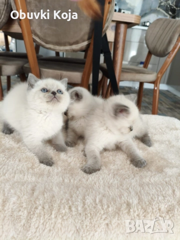 Не са красиви ами просто са уникалени , снимка 2 - Британска късокосместа - 53041367