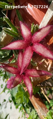 Стапелия,Stapelia hirsuta