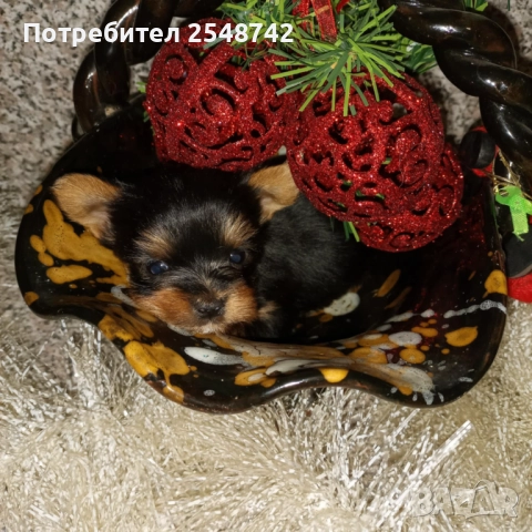 Мини Йорки , снимка 6 - Други - 51182606