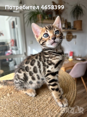 Бенгалска котка, снимка 3 - Бенгалски - 53904803