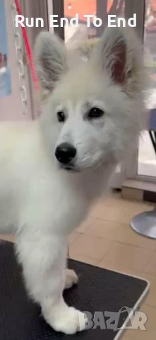 White Swiss Shepherd Puppy for sale, снимка 2 - Бяла овчарка - 54004651