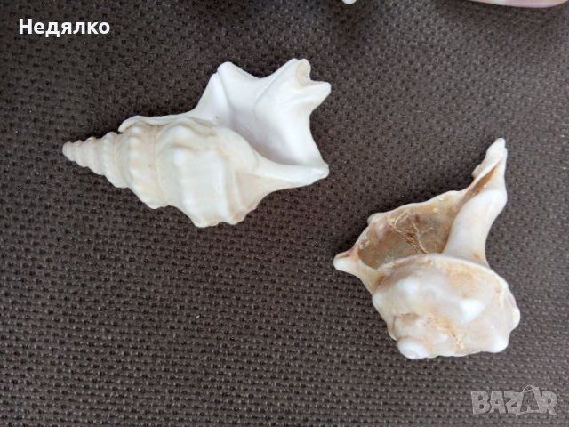 Колекция 45бр рапани и миди, снимка 7 - Колекции - 37179955