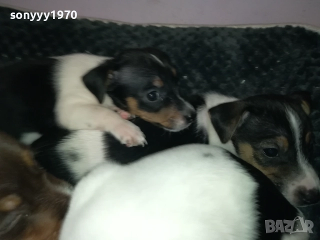 ДЖАК РЪСЕЛ ТЕРИЕР-БЕБЕТА//ВИДИН 2609252206, снимка 17 - Джак ръсел териер - 51851833