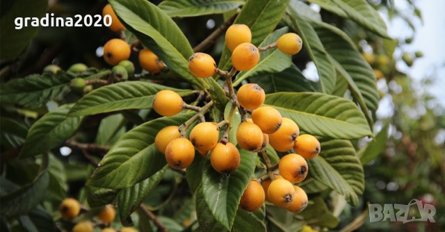 Японска мушмула (Eriobotrya japonica, Loquat) Размер 10-20см за 12лв и около 80см за 35лв , снимка 4 - Градински цветя и растения - 29669791