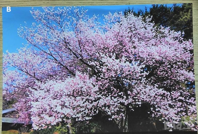 Снимка от Япония - Сакура