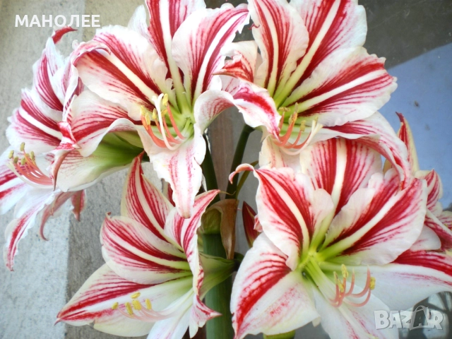 🌺🌺🌺Хипеаструм-2цвята🪷🪷🪷🪷