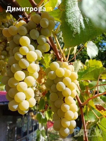 Грозде микс от стари сортове , снимка 3 - Домашни продукти - 56252906