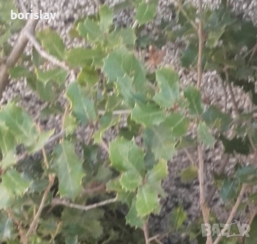 Билка Пърнар(лекува бъбречни заболявания, камъни в бъбреците, инфекции и бактерии в урината), снимка 5 - Градински цветя и растения - 21320916