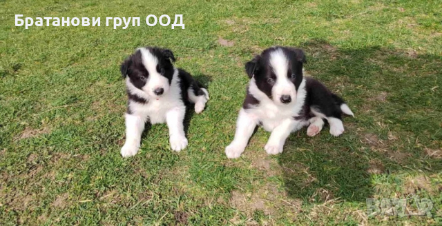 Бордар коли, снимка 3 - Бордър коли - 44630731