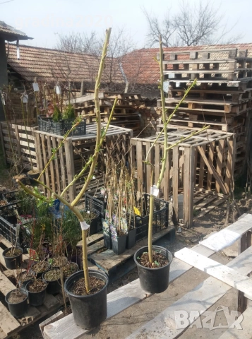 Бреза и Върба, снимка 17 - Градински цветя и растения - 27205053