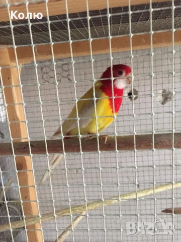 Папагали РОЗЕЛИ , снимка 2 - Папагали - 34851868