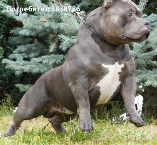 Американско були покет, снимка 7 - Други - 51996767