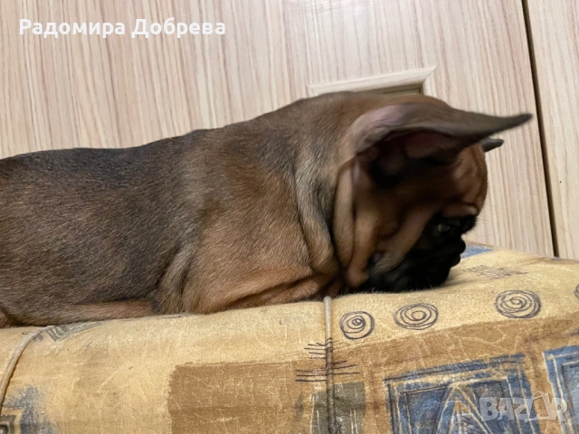 Френски булдог, снимка 4 - Френски булдог - 53711301