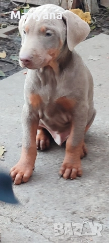 Продавам родословни добермани , снимка 10 - Доберман - 52585726