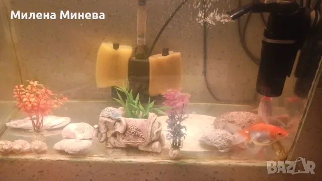 Аквариум,42литра с рибки, снимка 3 - Аквариуми - 56024025