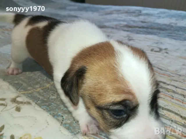 ДЖАК РЪСЕЛ ВИДИН-КУПУВАМЕ КУЧЕ 0104251735, снимка 9 - Джак ръсел териер - 49728785