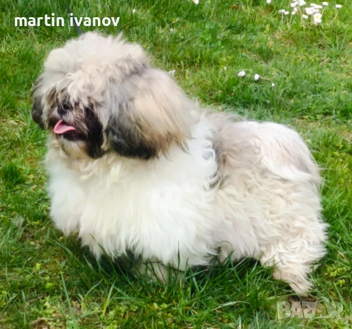 Мъжко шитцу, снимка 4 - Ши Тцу - 54160033