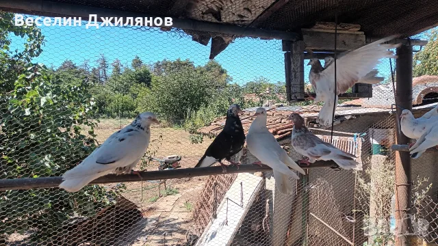 въртящи  гълаби, снимка 2 - Гълъби - 55791043