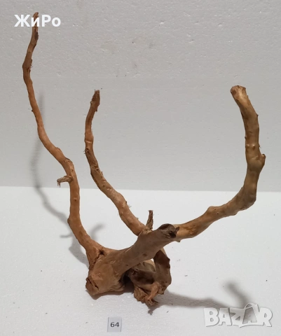 Корен от Азалия /декорация/ 64, снимка 2 - Други - 54102430