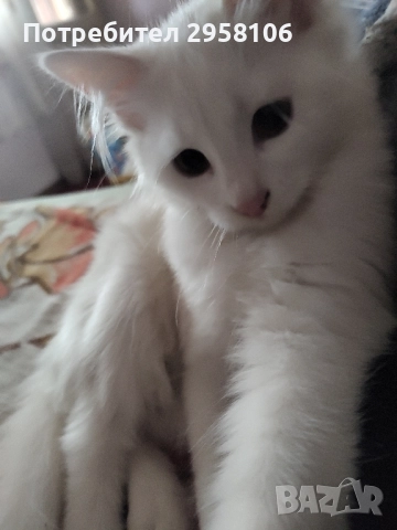 котенца бели,4 мес